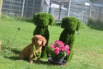 Nova Scotia Duck Tolling Retriever (reu) 67509