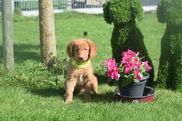 Nova Scotia Duck Tolling Retriever (reu) 67856