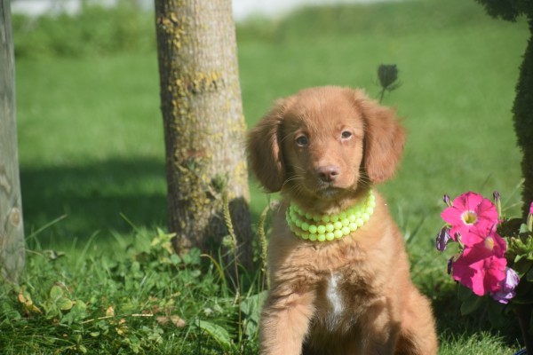 Nova Scotia Duck Tolling Retriever (reu) 67856