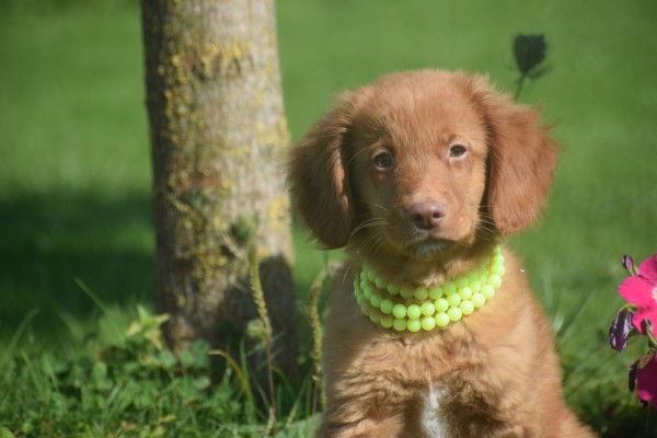 Nova Scotia Duck Tolling Retriever (reu) 67856