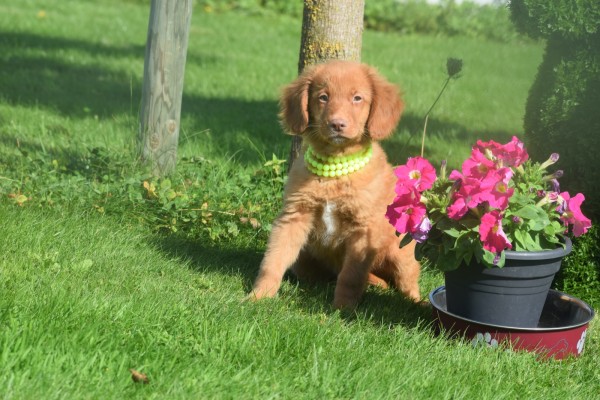 Nova Scotia Duck Tolling Retriever (reu) 67856