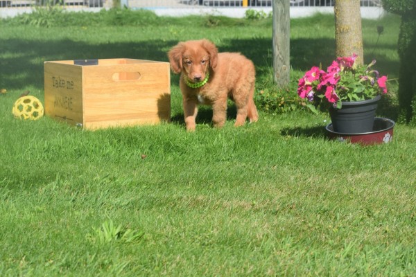 Nova Scotia Duck Tolling Retriever (reu) 67856