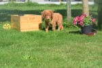 Nova Scotia Duck Tolling Retriever (reu) 67856