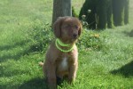 Nova Scotia Duck Tolling Retriever (reu) 67856