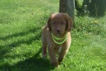 Nova Scotia Duck Tolling Retriever (reu) 67856