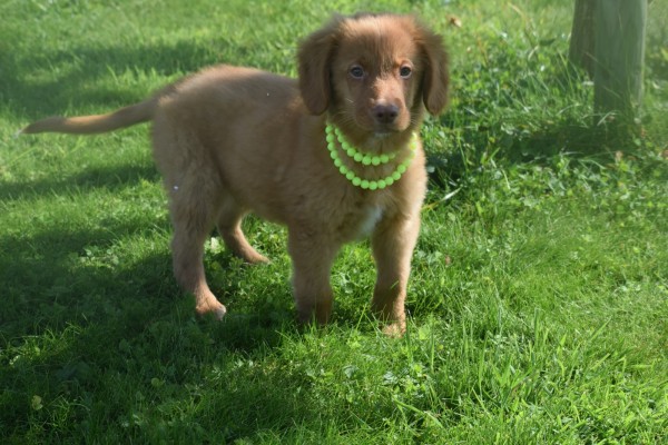 Nova Scotia Duck Tolling Retriever (reu) 67856