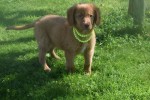 Nova Scotia Duck Tolling Retriever (reu) 67856