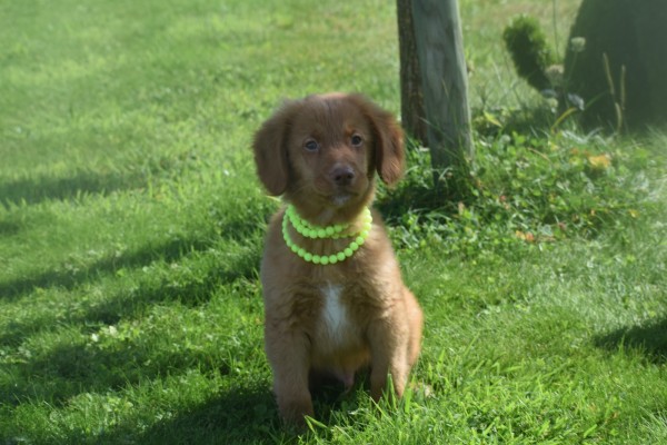 Nova Scotia Duck Tolling Retriever (reu) 67856
