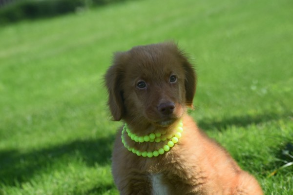 Nova Scotia Duck Tolling Retriever (reu) 67856