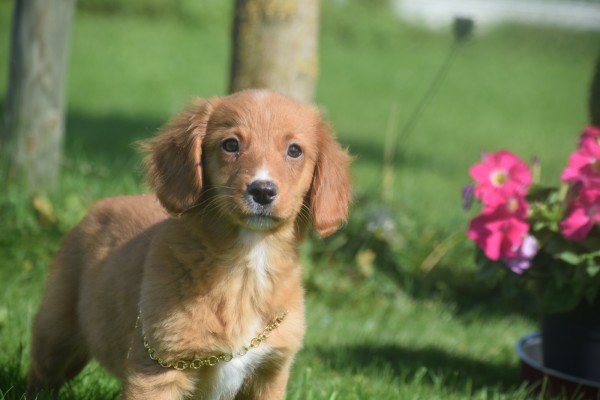 Nova Scotia Duck Tolling Retriever (teef) 68553