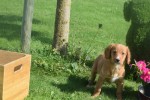 Nova Scotia Duck Tolling Retriever (teef) 68553