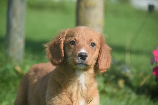 Nova Scotia Duck Tolling Retriever (teef) 68553