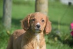 Nova Scotia Duck Tolling Retriever (teef) 68553
