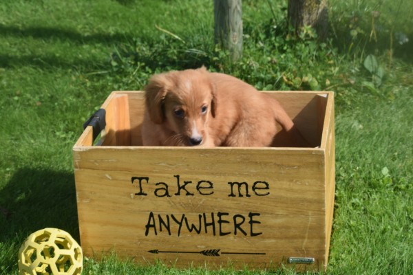 Nova Scotia Duck Tolling Retriever (teef) 68553
