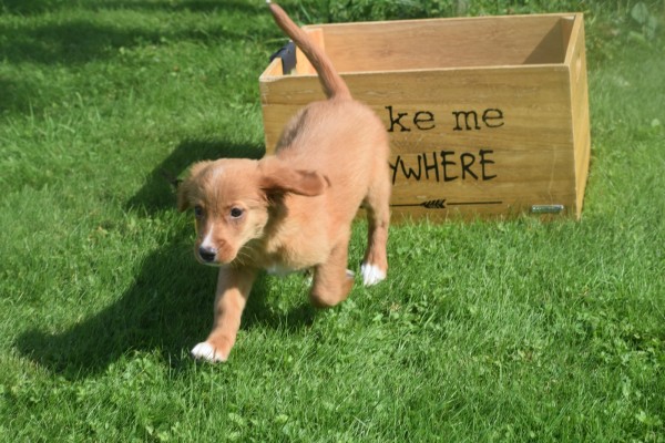 Nova Scotia Duck Tolling Retriever (teef) 68553