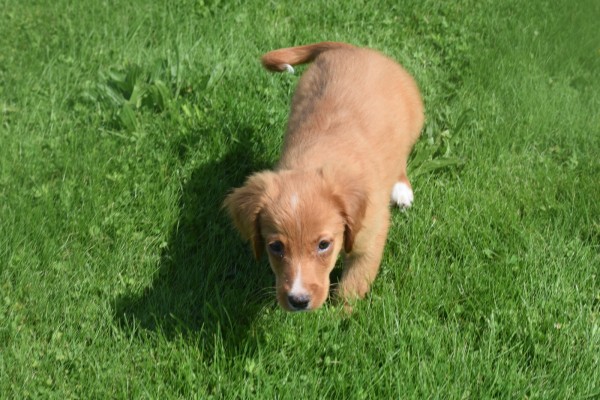 Nova Scotia Duck Tolling Retriever (teef) 68553