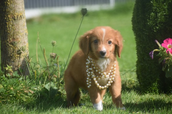 Nova Scotia Duck Tolling Retriever (reu) 44217