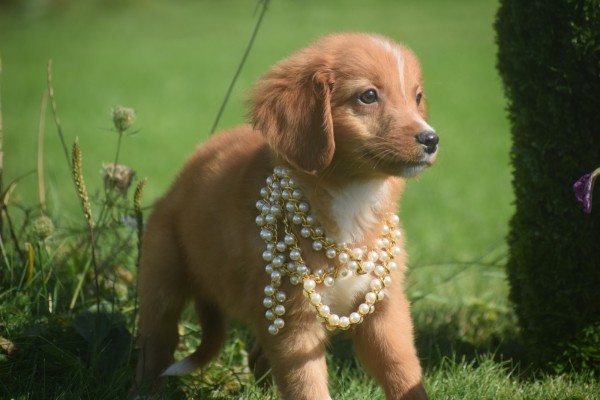 Nova Scotia Duck Tolling Retriever (reu) 44217
