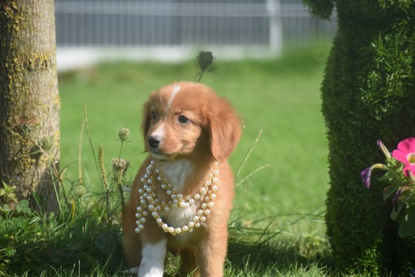 Nova Scotia Duck Tolling Retriever (reu) 44217