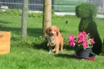 Nova Scotia Duck Tolling Retriever (reu) 44217