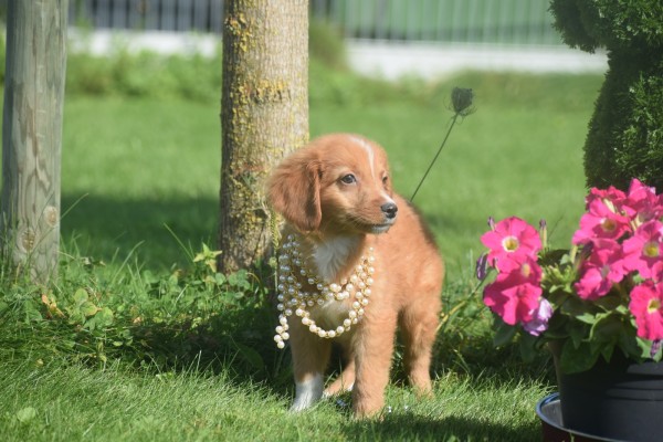 Nova Scotia Duck Tolling Retriever (reu) 44217