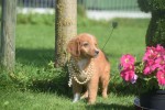 Nova Scotia Duck Tolling Retriever (reu) 44217