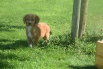 Nova Scotia Duck Tolling Retriever (reu) 44217