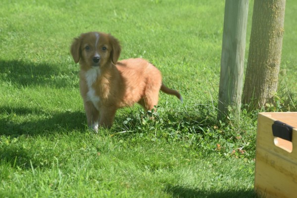 Nova Scotia Duck Tolling Retriever (reu) 44217