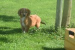 Nova Scotia Duck Tolling Retriever (reu) 44217