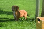 Nova Scotia Duck Tolling Retriever (reu) 44217