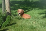 Nova Scotia Duck Tolling Retriever (reu) 44217