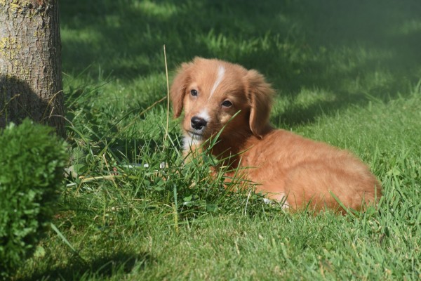 Nova Scotia Duck Tolling Retriever (reu) 44217