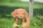 Nova Scotia Duck Tolling Retriever (reu) 44755