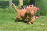 Nova Scotia Duck Tolling Retriever (reu) 44755