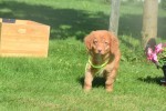 Nova Scotia Duck Tolling Retriever (reu) 44755