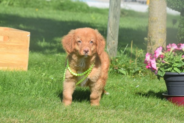Nova Scotia Duck Tolling Retriever (reu) 44755