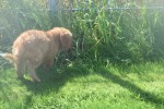 Nova Scotia Duck Tolling Retriever (reu) 44755