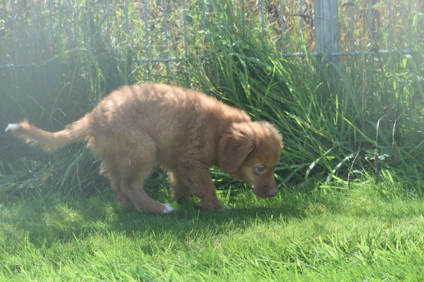 Nova Scotia Duck Tolling Retriever (reu) 44755