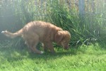 Nova Scotia Duck Tolling Retriever (reu) 44755