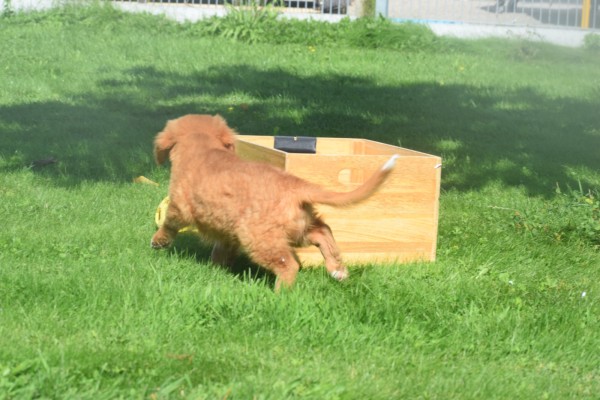 Nova Scotia Duck Tolling Retriever (reu) 44755