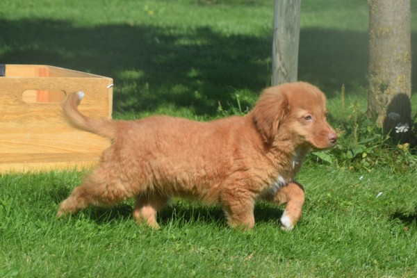 Nova Scotia Duck Tolling Retriever (reu) 44755