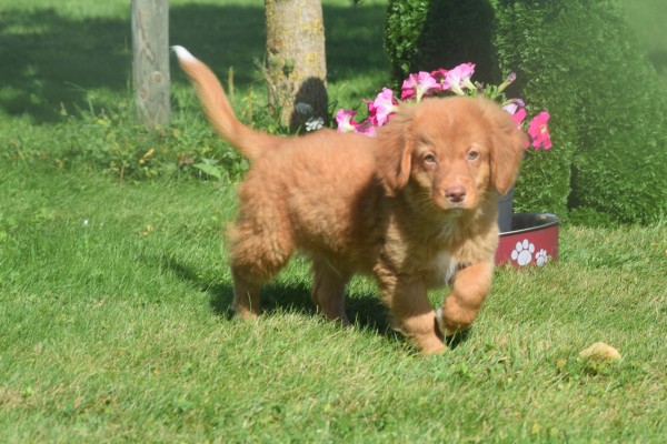 Nova Scotia Duck Tolling Retriever (reu) 44755