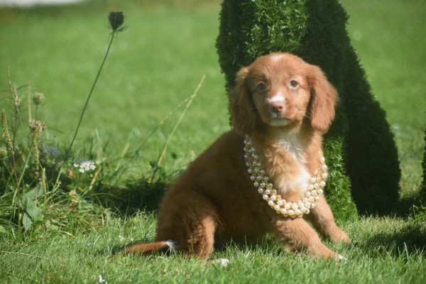 Nova Scotia Duck Tolling Retriever (teef) 67766