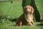 Nova Scotia Duck Tolling Retriever (teef) 67766