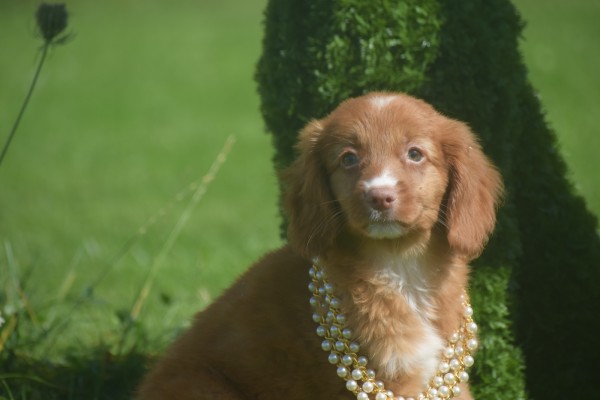 Nova Scotia Duck Tolling Retriever (teef) 67766