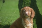 Nova Scotia Duck Tolling Retriever (teef) 67766