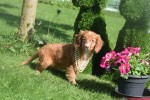 Nova Scotia Duck Tolling Retriever (teef) 67766