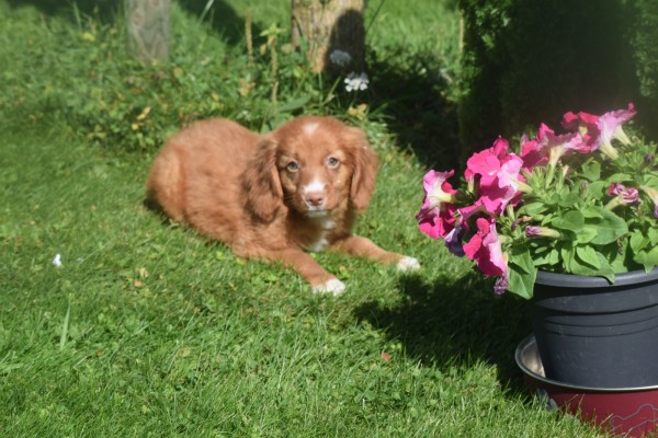 Nova Scotia Duck Tolling Retriever (teef) 67766
