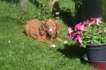Nova Scotia Duck Tolling Retriever (teef) 67766