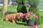Nova Scotia Duck Tolling Retriever (teef) 67766